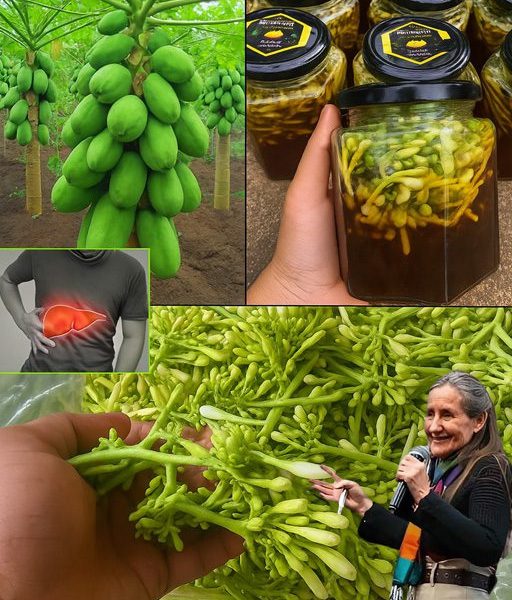 Unlock the Secret Power of Papaya Flowers Soaked in Honey: A Miracle Remedy You’ll Wish You Knew Sooner!