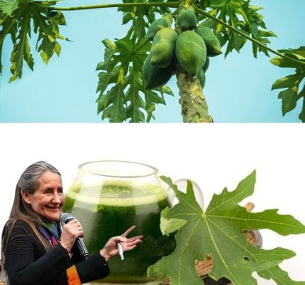 Shocking Revelation: Can Papaya Leaves Unlock the Secret to a Healthier You?