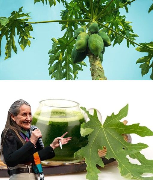 Shocking Revelation: Can Papaya Leaves Unlock the Secret to a Healthier You? Shocking Revelation: Can Papaya Leaves Unlock the Secret to a Healthier You?