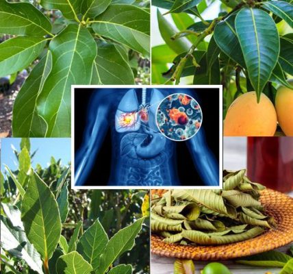 The four medicinal leaves: Avocado leaves, mango leaves, bay leaves, and guava leaves The four medicinal leaves: Avocado leaves, mango leaves, bay leaves, and guava leaves