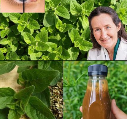 Oregano: The Golden Herb for Eye Health Oregano: The Golden Herb for Eye Health