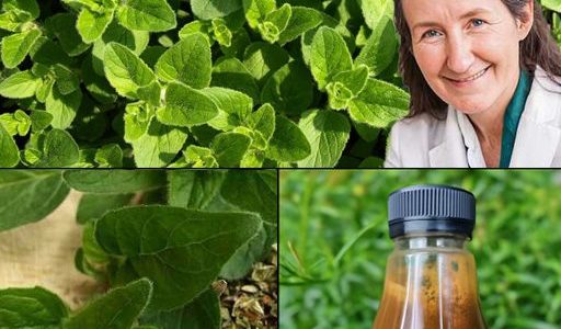 Oregano: The Golden Herb for Eye Health Oregano: The Golden Herb for Eye Health