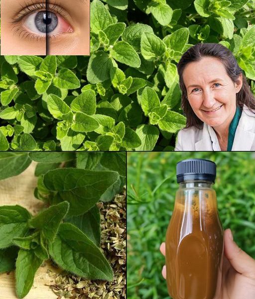 Oregano: The Golden Herb for Eye Health Oregano: The Golden Herb for Eye Health