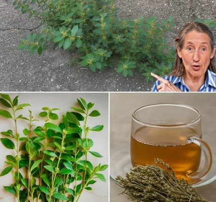 The Astonishing Truth About Asthma Plant Tea: Unlock Euphorbia Hirta’s Hidden Healing Powers The Astonishing Truth About Asthma Plant Tea: Unlock Euphorbia Hirta’s Hidden Healing Powers
