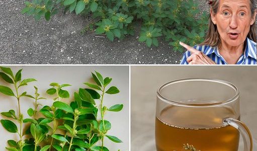 The Astonishing Truth About Asthma Plant Tea: Unlock Euphorbia Hirta’s Hidden Healing Powers The Astonishing Truth About Asthma Plant Tea: Unlock Euphorbia Hirta’s Hidden Healing Powers