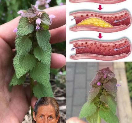 How to Identify, Collect, Store, and Use Purple Deadnettle (Lamium purpureum) the Right Way How to Identify, Collect, Store, and Use Purple Deadnettle (Lamium purpureum) the Right Way