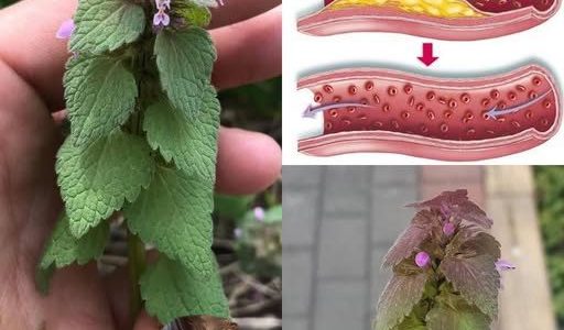 How to Identify, Collect, Store, and Use Purple Deadnettle (Lamium purpureum) the Right Way