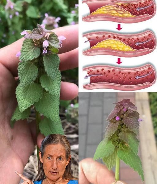 How to Identify, Collect, Store, and Use Purple Deadnettle (Lamium purpureum) the Right Way How to Identify, Collect, Store, and Use Purple Deadnettle (Lamium purpureum) the Right Way