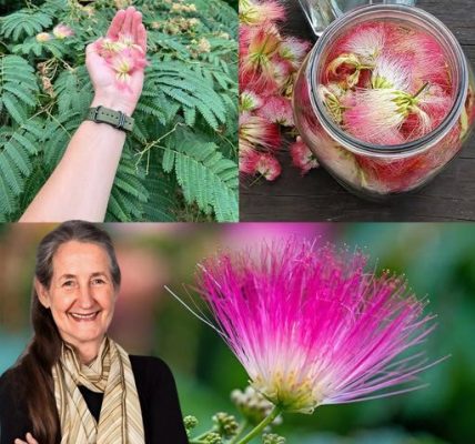 Albizia julibrissin: Exploring the Benefits of Bark, Flowers, and Leaves Albizia julibrissin: Exploring the Benefits of Bark, Flowers, and Leaves