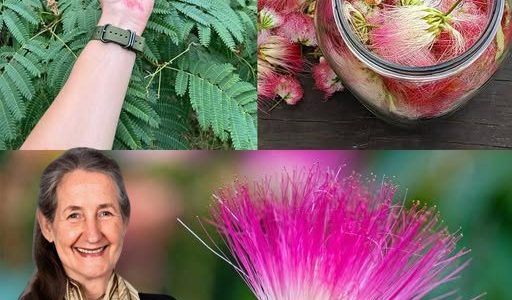 Albizia julibrissin: Exploring the Benefits of Bark, Flowers, and Leaves