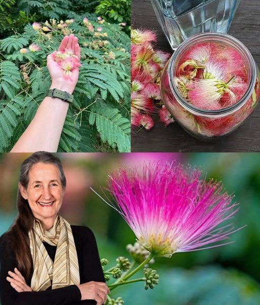 Albizia julibrissin: Exploring the Benefits of Bark, Flowers, and Leaves Albizia julibrissin: Exploring the Benefits of Bark, Flowers, and Leaves