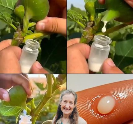 The Hidden Power of Senna Alexandrina: 7 Mind-Blowing Benefits That Will Revolutionize Your Health! The Hidden Power of Senna Alexandrina: 7 Mind-Blowing Benefits That Will Revolutionize Your Health!