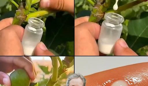 The Magic of Fig Sap: Collection, Uses, and Storage