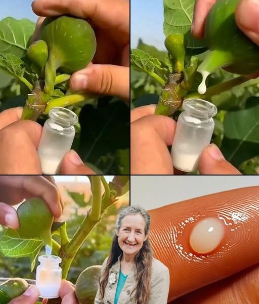 The Hidden Power of Senna Alexandrina: 7 Mind-Blowing Benefits That Will Revolutionize Your Health! The Hidden Power of Senna Alexandrina: 7 Mind-Blowing Benefits That Will Revolutionize Your Health!