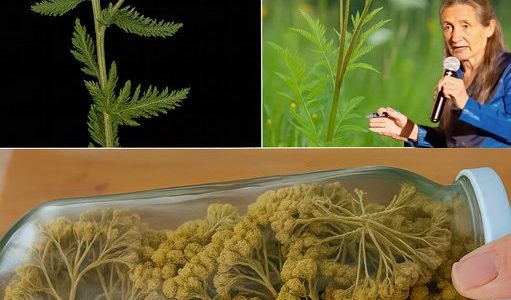 🌿 Unlock the Mystical Power of Yarrow: Nature’s Hidden Healer Awaits!