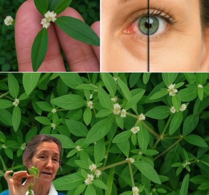 🌿 Sessile Joyweed Secrets Unveiled: 6 Life-Changing Health Benefits You NEED to Know! 🌿 Sessile Joyweed Secrets Unveiled: 6 Life-Changing Health Benefits You NEED to Know!