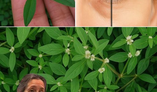 šæ Sessile Joyweed Secrets Unveiled: 6 Life-Changing Health Benefits You NEED to Know! šæ Sessile Joyweed Secrets Unveiled: 6 Life-Changing Health Benefits You NEED to Know!