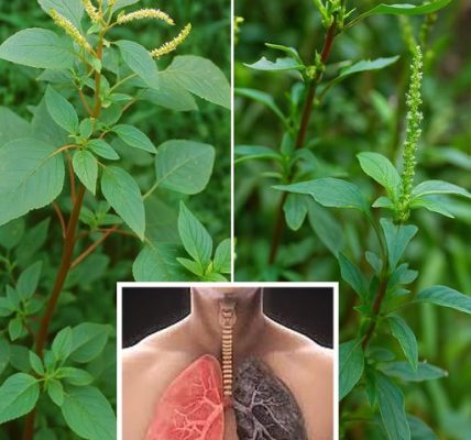 🌿 Bledo Blanco Uncovered: 9 Mind-Blowing Facts About This Superfood Weed You Can’t Ignore! 🌿 Bledo Blanco Uncovered: 9 Mind-Blowing Facts About This Superfood Weed You Can’t Ignore!