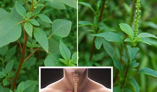 🌿 Bledo Blanco Uncovered: 9 Mind-Blowing Facts About This Superfood Weed You Can’t Ignore!