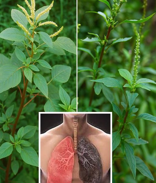 đż Bledo Blanco Uncovered: 9 Mind-Blowing Facts About This Superfood Weed You Canât Ignore! đż Bledo Blanco Uncovered: 9 Mind-Blowing Facts About This Superfood Weed You Canât Ignore!