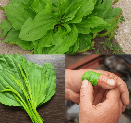 🌿 The Power of Plantain Leaf: Nature’s First Aid for Skin Healing and Inflammation 🌿 The Power of Plantain Leaf: Nature’s First Aid for Skin Healing and Inflammation