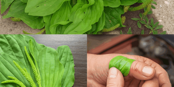 🌿 The Power of Plantain Leaf: Nature’s First Aid for Skin Healing and Inflammation 🌿 The Power of Plantain Leaf: Nature’s First Aid for Skin Healing and Inflammation