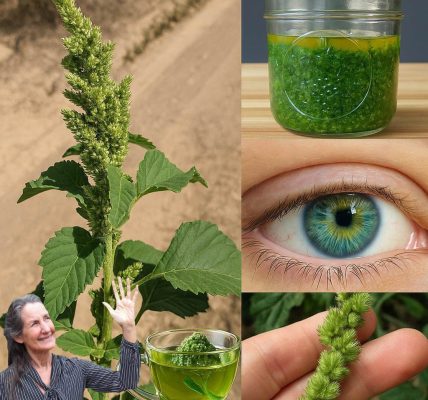 šæ Pigweed: The Supergreen Youāve Been IgnoringāAnd Why Itās Time to Stop šæ Pigweed: The Supergreen Youāve Been IgnoringāAnd Why Itās Time to Stop