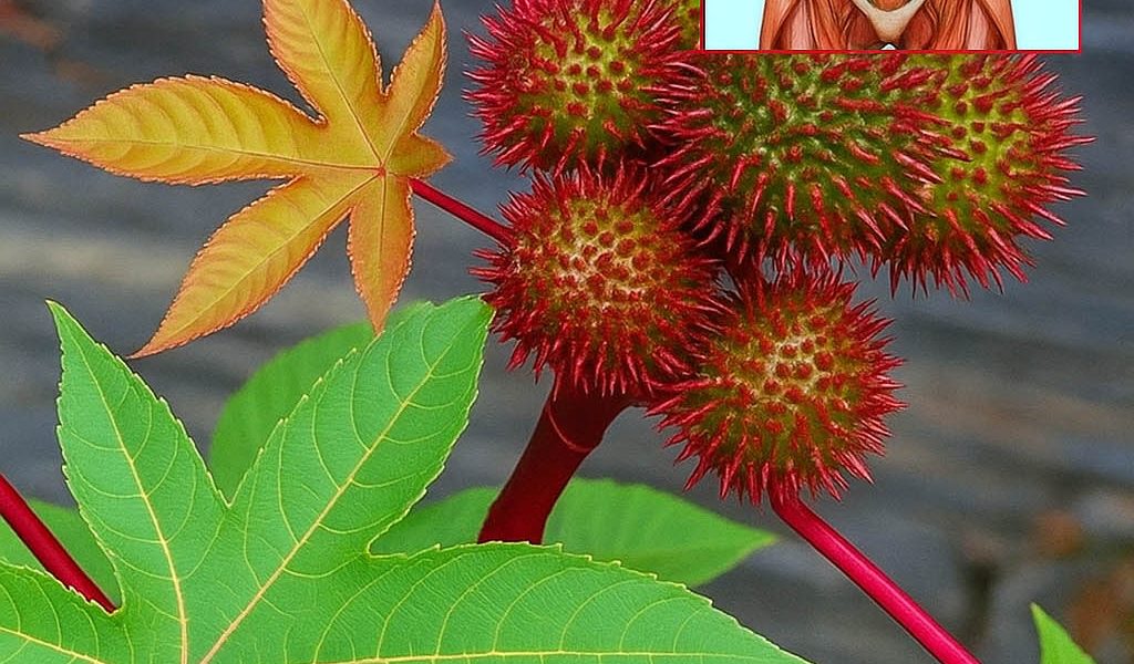 🌿 The Hidden Healing Power of Castor Leaves: Nature’s Overlooked Remedy 🌿 The Hidden Healing Power of Castor Leaves: Nature’s Overlooked Remedy