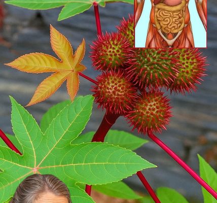 🌿 The Hidden Healing Power of Castor Leaves: Nature’s Overlooked Remedy 🌿 The Hidden Healing Power of Castor Leaves: Nature’s Overlooked Remedy