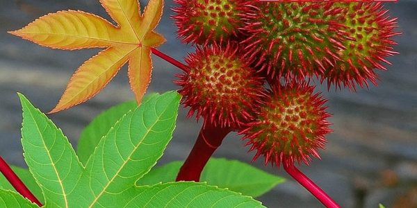 🌿 The Hidden Healing Power of Castor Leaves: Nature’s Overlooked Remedy 🌿 The Hidden Healing Power of Castor Leaves: Nature’s Overlooked Remedy