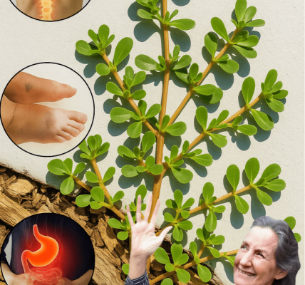 Discover Purslane: The Secret Superfood and DIY Anti-Aging Elixir You’ll Wish You Knew Sooner Discover Purslane: The Secret Superfood and DIY Anti-Aging Elixir You’ll Wish You Knew Sooner