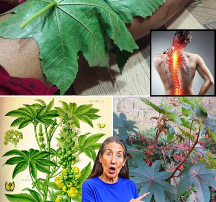 🌿 Unlock the Hidden Powers of Castor Leaves and Seeds: Nature’s Ultimate Healing Secret Revealed! 🌿 Unlock the Hidden Powers of Castor Leaves and Seeds: Nature’s Ultimate Healing Secret Revealed!