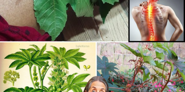 🌿 Unlock the Hidden Powers of Castor Leaves and Seeds: Nature’s Ultimate Healing Secret Revealed! 🌿 Unlock the Hidden Powers of Castor Leaves and Seeds: Nature’s Ultimate Healing Secret Revealed!