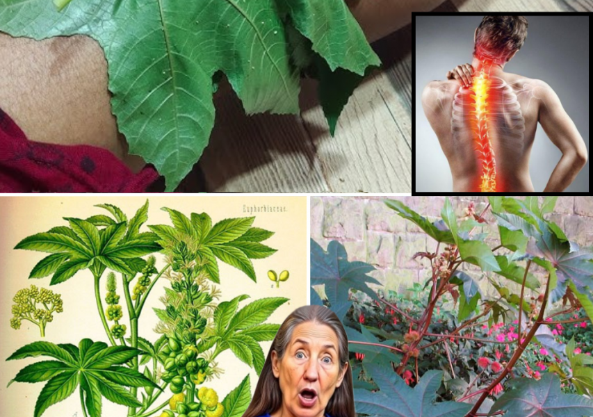 🌿 Unlock the Hidden Powers of Castor Leaves and Seeds: Nature’s Ultimate Healing Secret Revealed!