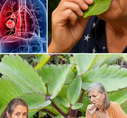 🌿 The Miracle Leaf of Life: 11 Shocking Health Secrets You NEED to Know! 🌿 The Miracle Leaf of Life: 11 Shocking Health Secrets You NEED to Know!