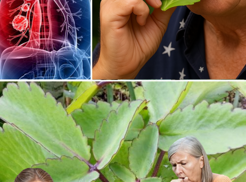 🌿 The Miracle Leaf of Life: 11 Shocking Health Secrets You NEED to Know! 🌿 The Miracle Leaf of Life: 11 Shocking Health Secrets You NEED to Know!