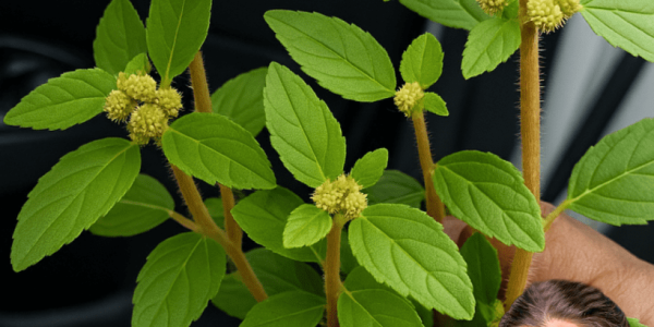 🌿 Unveiled Secrets of Euphorbia Hirta: The Tiny Herb with Monumental Health Benefits 🌿 Unveiled Secrets of Euphorbia Hirta: The Tiny Herb with Monumental Health Benefits