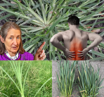 Unveiling the Hidden Power of Goosegrass: Nature’s Secret Superhero for Your Health 🌿 Unveiling the Hidden Power of Goosegrass: Nature’s Secret Superhero for Your Health 🌿