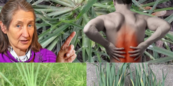 Unveiling the Hidden Power of Goosegrass: Natureās Secret Superhero for Your Health šæ Unveiling the Hidden Power of Goosegrass: Natureās Secret Superhero for Your Health šæ