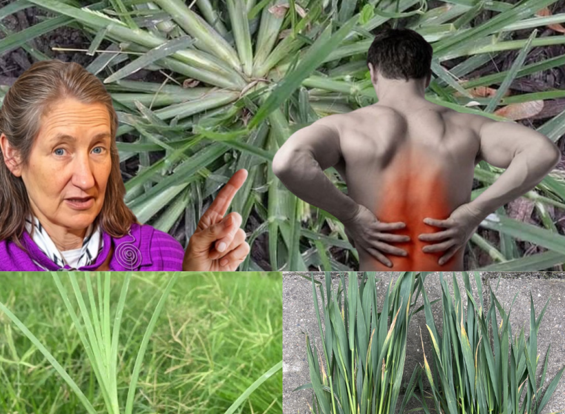 Unveiling the Hidden Power of Goosegrass: Nature’s Secret Superhero for Your Health 🌿 Unveiling the Hidden Power of Goosegrass: Nature’s Secret Superhero for Your Health 🌿