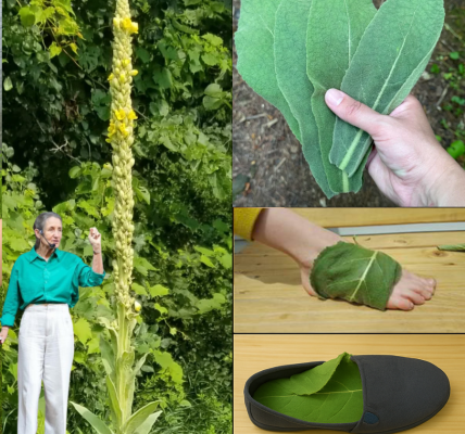 🌿 The Shocking Secret Your Feet Are Begging For: Why Mullein Leaves Are a Game-Changer