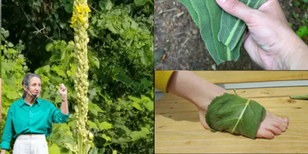 🌿 The Shocking Secret Your Feet Are Begging For: Why Mullein Leaves Are a Game-Changer 🌿 The Shocking Secret Your Feet Are Begging For: Why Mullein Leaves Are a Game-Changer