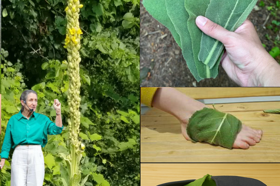 🌿 The Shocking Secret Your Feet Are Begging For: Why Mullein Leaves Are a Game-Changer