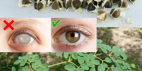 🌿 12 Mind-Blowing Benefits of Moringa Seeds That Will Transform Your Health 🌿 12 Mind-Blowing Benefits of Moringa Seeds That Will Transform Your Health