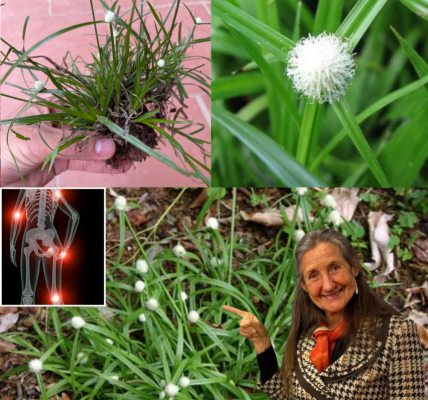 🌿 Nature’s Secret Weapon: Unleash the Mind-Blowing Healing Powers of Kyllinga Brevifolia 🌿 Nature’s Secret Weapon: Unleash the Mind-Blowing Healing Powers of Kyllinga Brevifolia