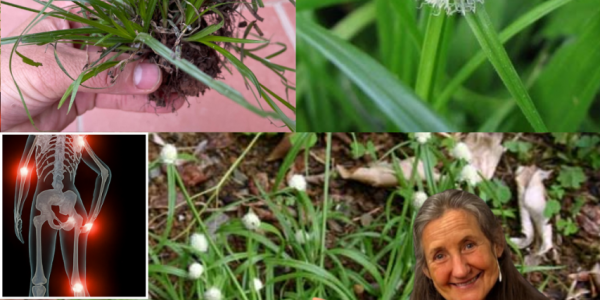 🌿 Nature’s Secret Weapon: Unleash the Mind-Blowing Healing Powers of Kyllinga Brevifolia