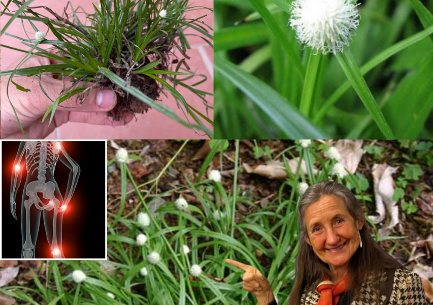 šæ Natureās Secret Weapon: Unleash the Mind-Blowing Healing Powers of Kyllinga Brevifolia šæ Natureās Secret Weapon: Unleash the Mind-Blowing Healing Powers of Kyllinga Brevifolia