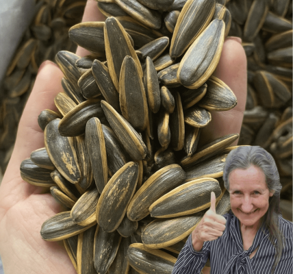 🚨 Shocking Sunflower Seed Secrets You NEED to Know Before Your Next Snack! 🚨 Shocking Sunflower Seed Secrets You NEED to Know Before Your Next Snack!