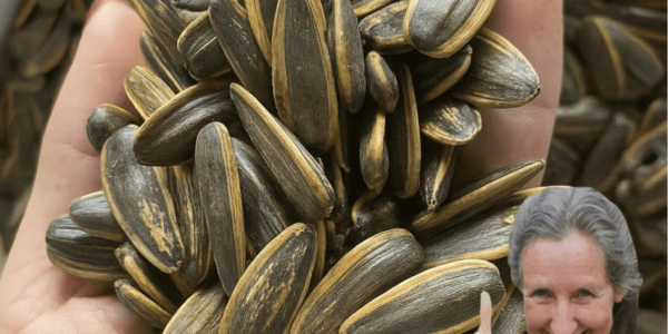 🚨 Shocking Sunflower Seed Secrets You NEED to Know Before Your Next Snack! 🚨 Shocking Sunflower Seed Secrets You NEED to Know Before Your Next Snack!