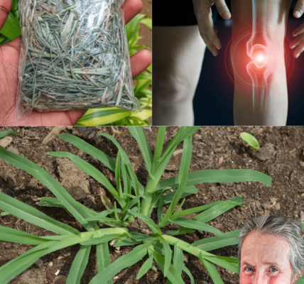 Unlock the Secret Powers of Goosegrass: The Humble Weed Thatâs a Health Game-Changer! đż Unlock the Secret Powers of Goosegrass: The Humble Weed Thatâs a Health Game-Changer! đż